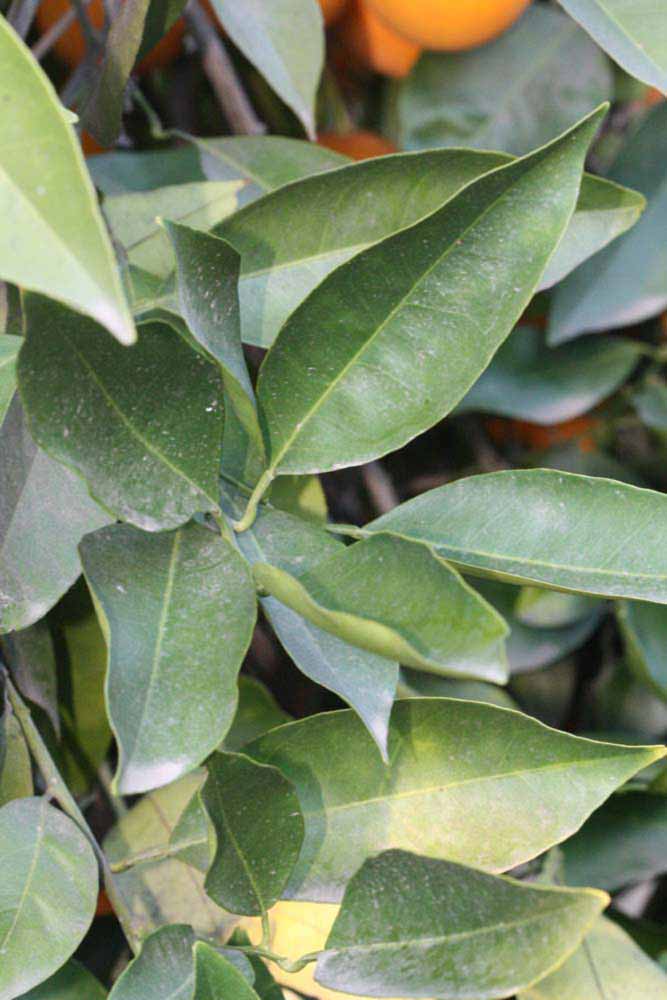            Sun leaves (Riverside, CA)   